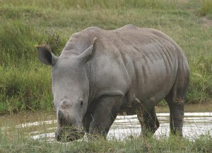 RHINO