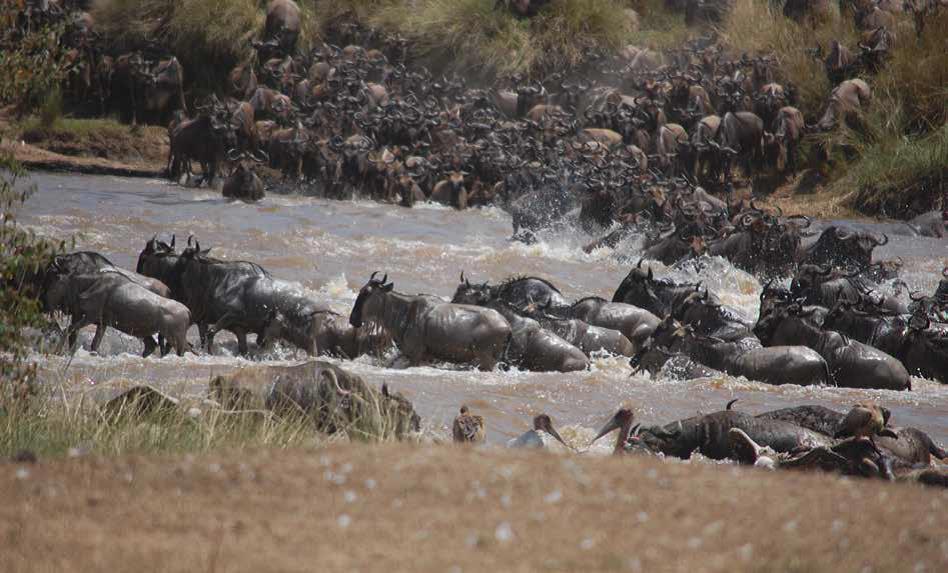 wilderbeest