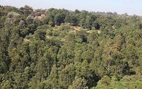Kenya Forest Service (KFS)  continue to coordinate several tree planting