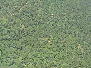 n aerial view of the Mau Complex Forests; WWF-EARPO/Sam Kanyamibwa