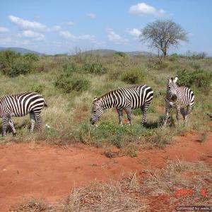 Zebras of Tsavo East