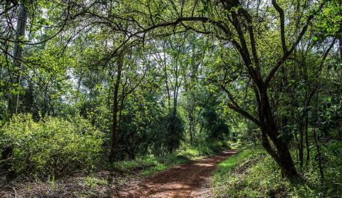 Source :https://en.wikipedia.org/wiki/Karura_Forest