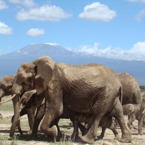 Elephants