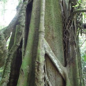Kakamega forest source KWS Photo Source KWS