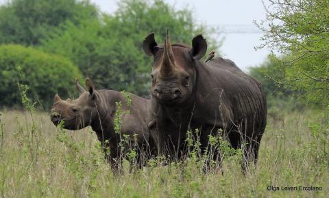 On this World Rhino Day, let's not only celebrate the majesty of these creatures but also acknowledge their indispensable role in maintaining Kenya’s rich biodiversity.  Together, let’s keep all species of rhinos alive!  #WorldRhinoDay #KeepTheFiveAlive