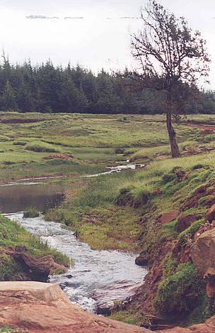 The little springs that combine to form the Amalo tributary of the Mara river; WWF-EARPO/Catherine Mgendi The little springs that combine to form the Amalo tributary of the Mara river; WWF-EARPO/Catherine Mgendi