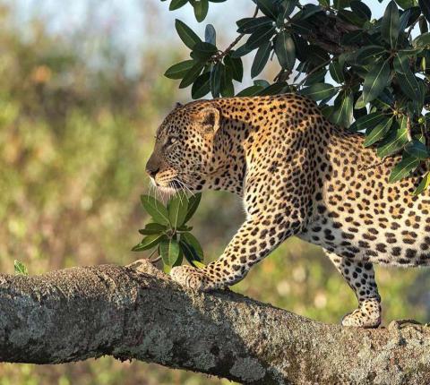 Kenya Wildlife Service (KWS)