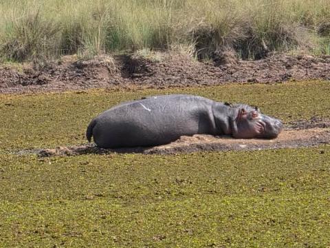 hippo habituation and translocation exercise at Mukindu Dam.