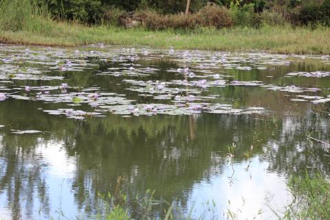 wetlands