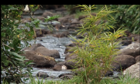 Kenya has about 10,000 wetlands