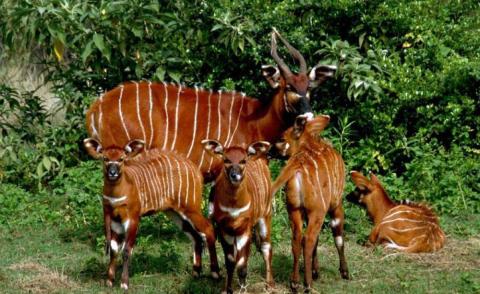 bongo