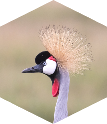 ngoli