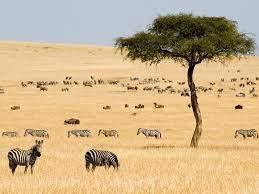 Kenya to Host Global Desertification and Drought Day 2026