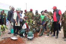 CS in tree planting